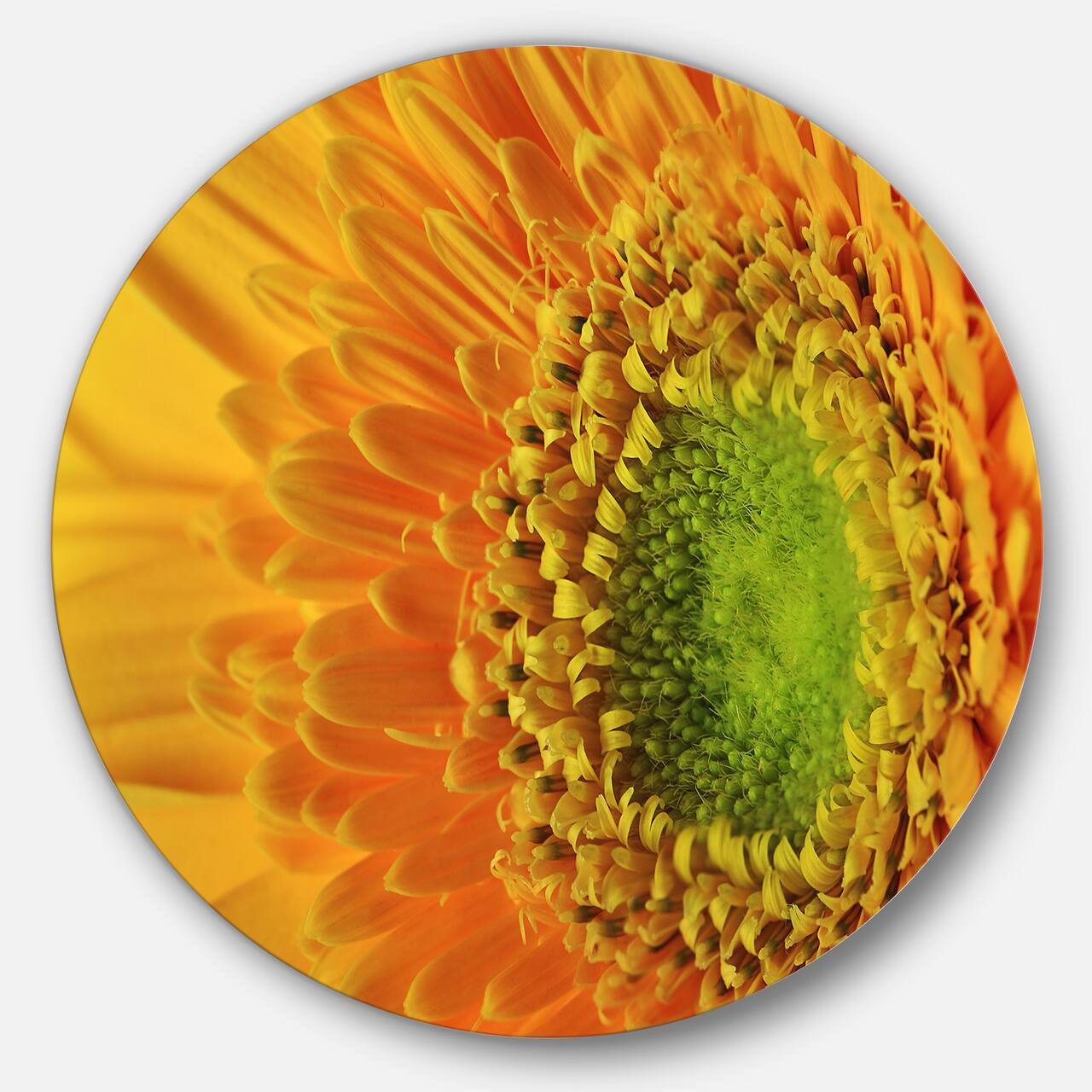 Designart - Yellow Daisy Gerbera Flower Close up' Disc Flowers Large Metal Circle Wall Artwork
